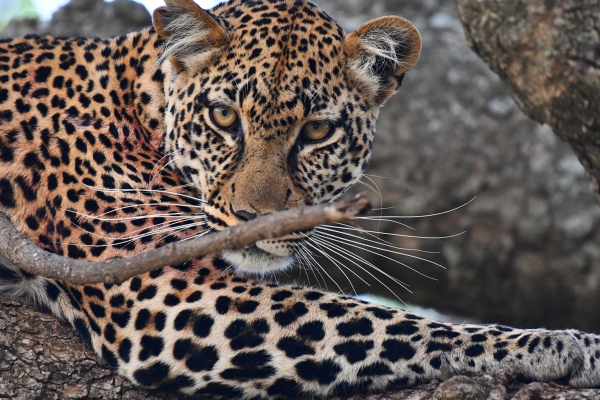 Hotel Ngorongoro Wild Camps